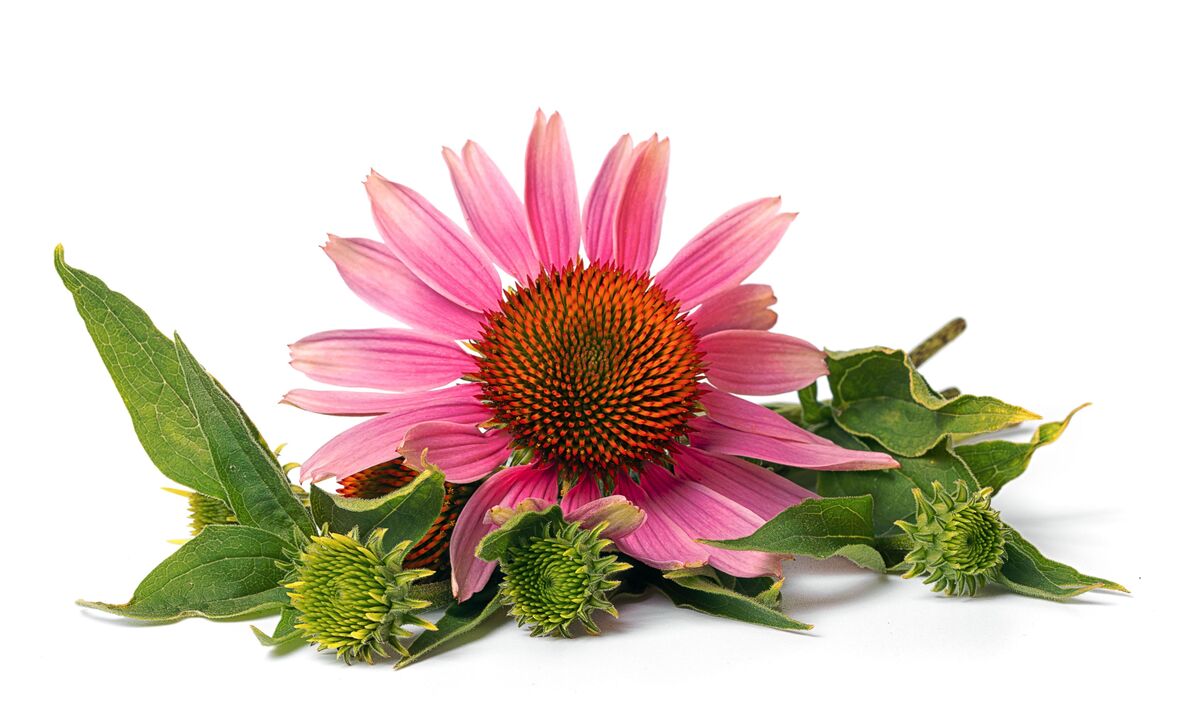 Echinacea cardiform kapszulákban