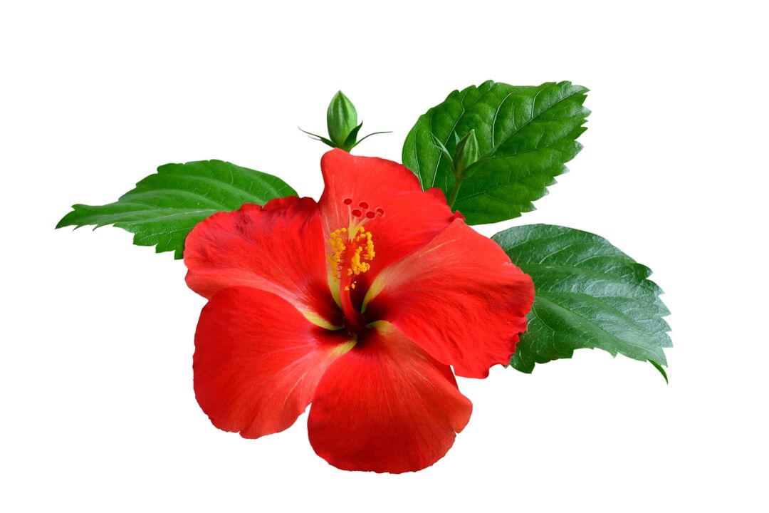 Hibiszkusz virág a cardiform kapszulák részeként